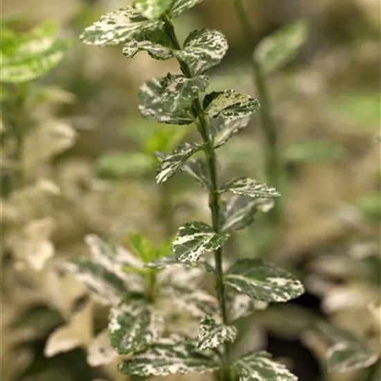 Euonymus fortunei 'Harlequin'
