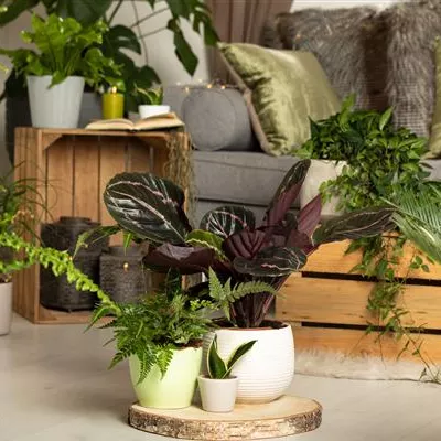 Grünpflanzen Grünpflanzen