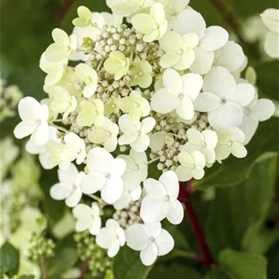 Hydrangea paniculata 'Vanille Fraise'®