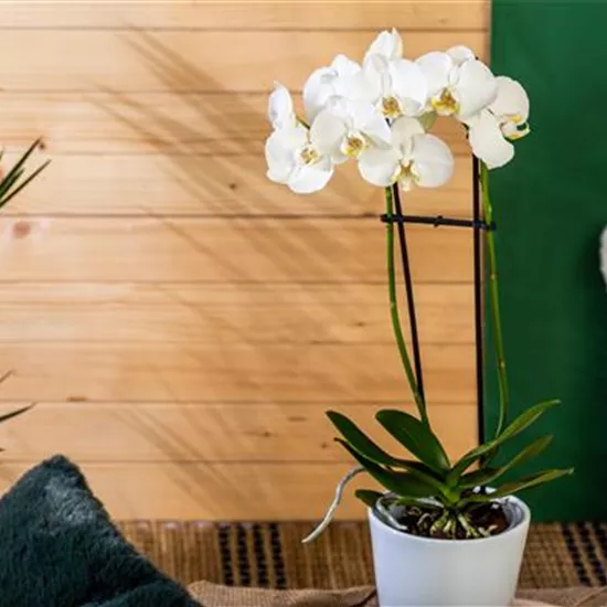 Die einmaligen Besonderheiten von Orchideen Die einmaligen Besonderheiten von Orchideen