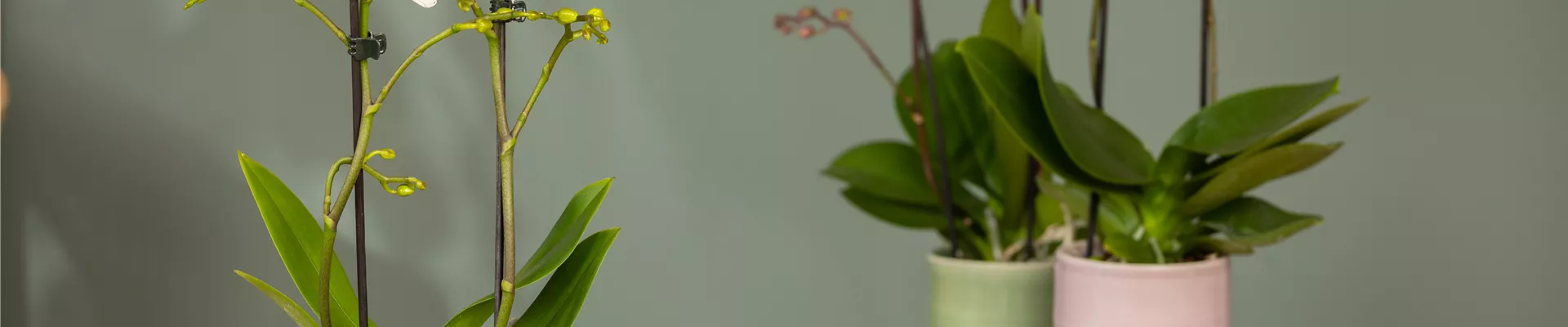 GS650758.jpg GS650758.jpg