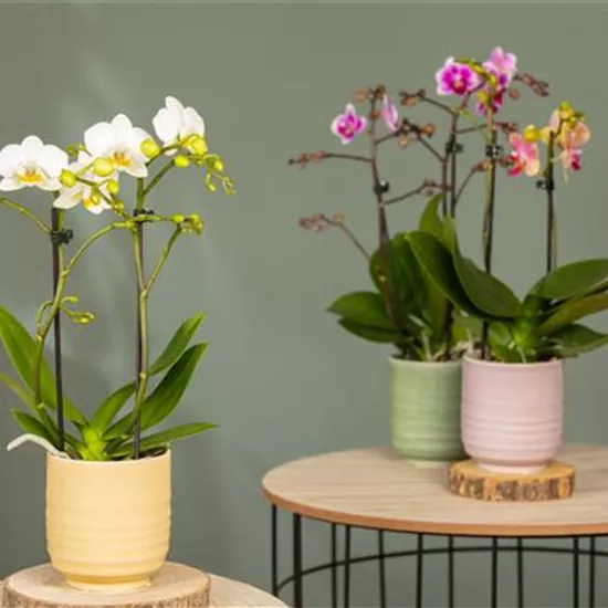 Orchideen pflanzen und Exotik genießen Orchideen pflanzen und Exotik genießen