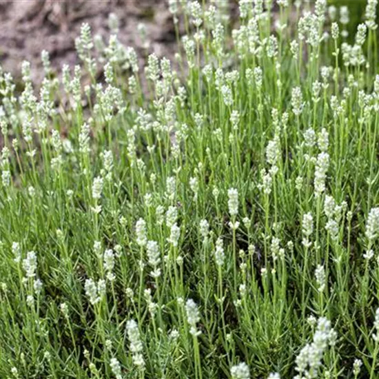 Lavandula angustifolia, weiß