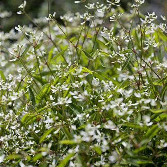 Euphorbia hypericifolia