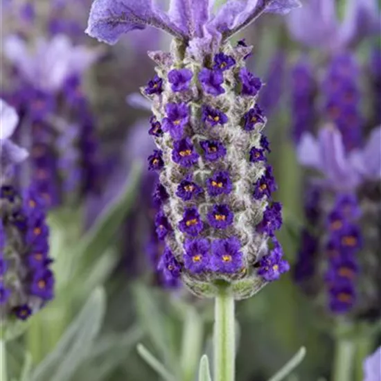 Lavandula stoechas