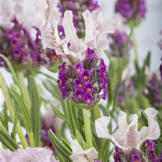 Lavandula stoechas 'Butterfly Garden'®