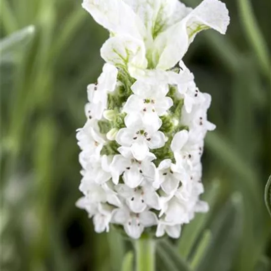 Lavandula stoechas, weiß