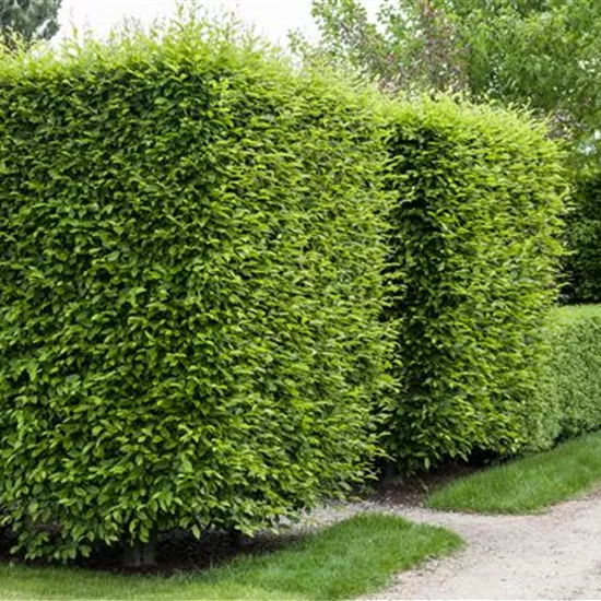 Die Hainbuche als pflegeleichter Star im Garten