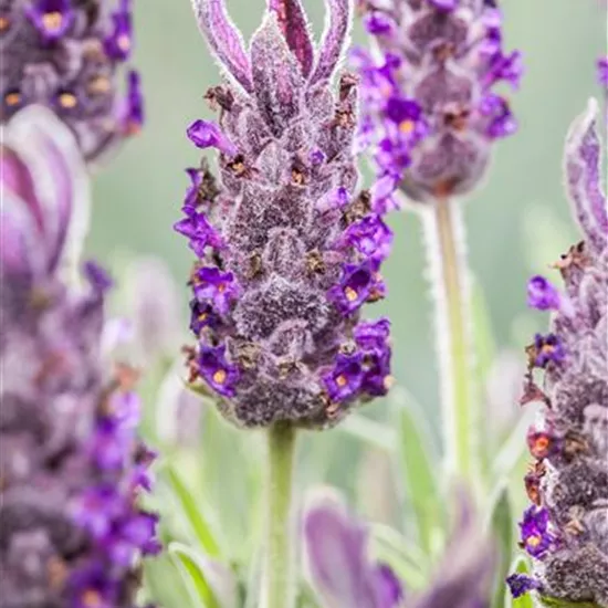 Lavandula stoechas 'Anouk'