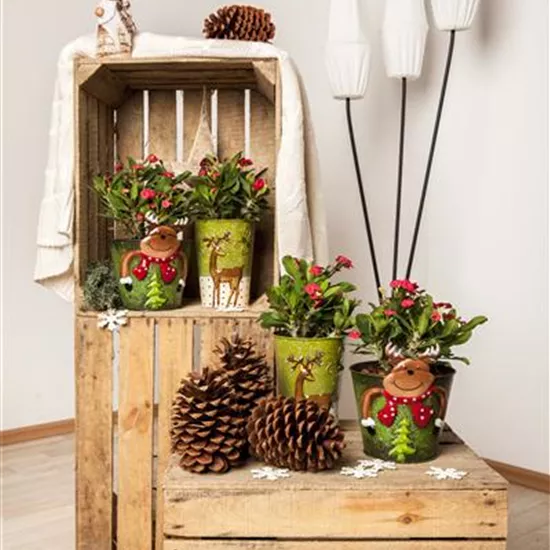 Euphorbia milii Euphorbia milii