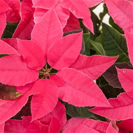 Euphorbia 'Princettia'®