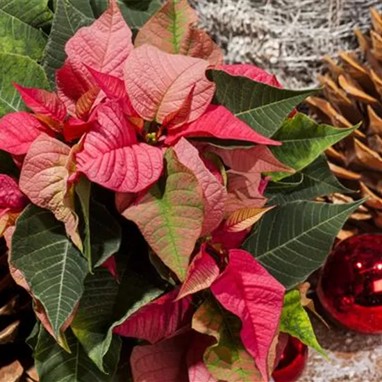 Euphorbia pulcherrima