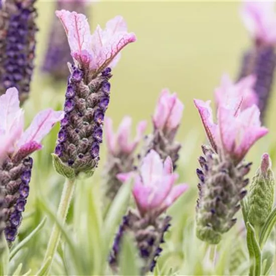 Lavandula stoechas, rosa