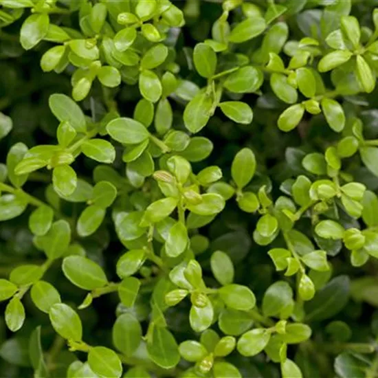 Ilex crenata 'Buxilex'®