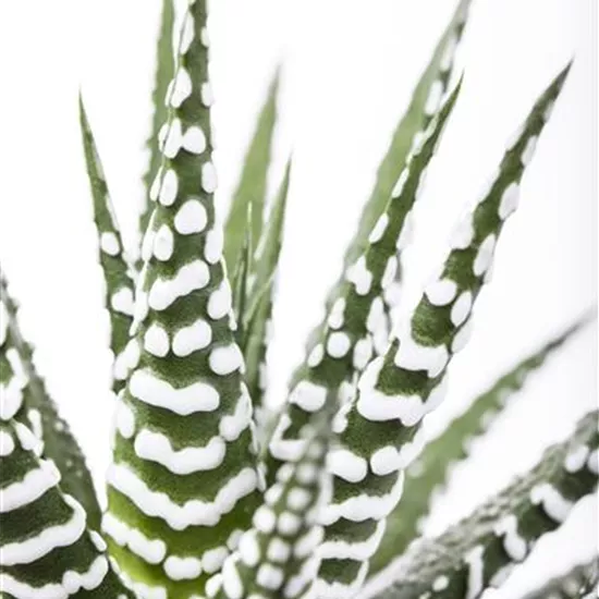 Haworthia fasciata Haworthia fasciata