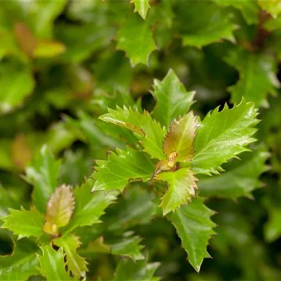 Ilex 'Little Rascal'®