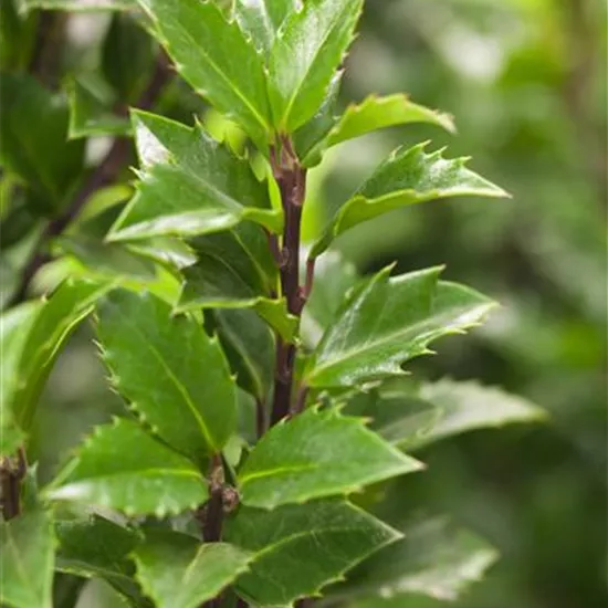 Ilex meserveae