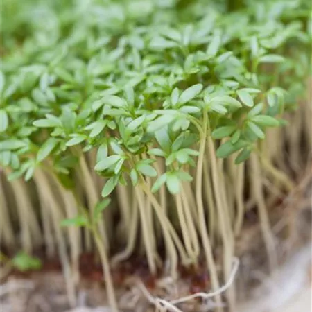 Lepidium sativum Lepidium sativum