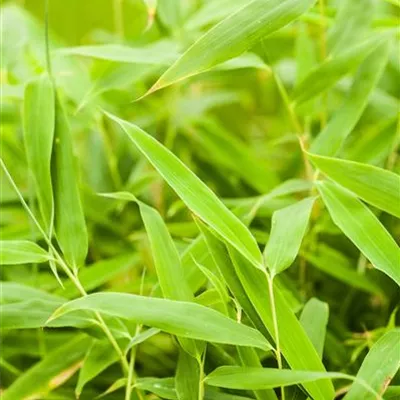 Fargesia murielae 'Jumbo' Fargesia murielae 'Jumbo'