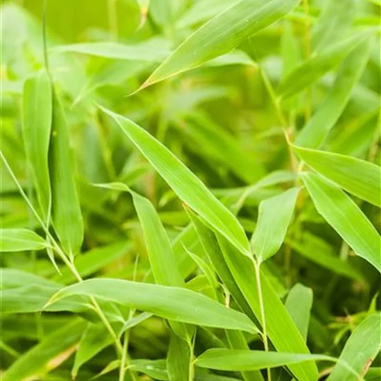 Fargesia murielae 'Jumbo' Fargesia murielae 'Jumbo'