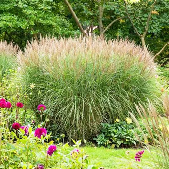 Die schönsten Begleitpflanzen für Gräser finden Die schönsten Begleitpflanzen für Gräser finden