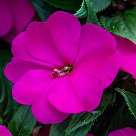 Impatiens neuguinea