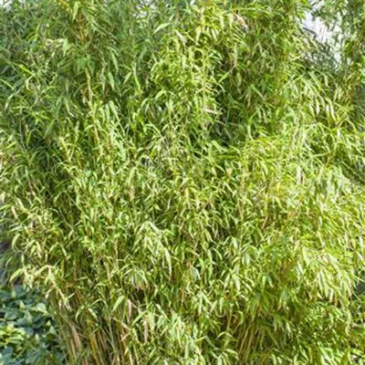 Fargesia murielae 'Standing Stone'® Fargesia murielae 'Standing Stone'®