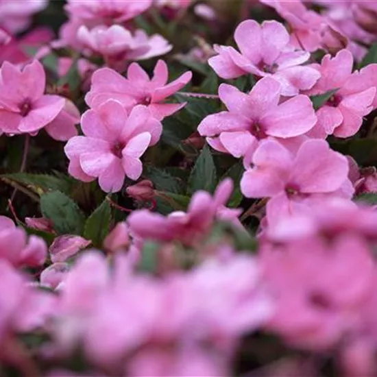 Impatiens neuguinea, rosa