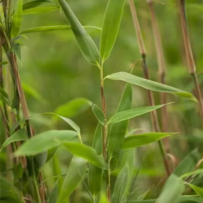 Fargesia murielae 'Super Jumbo'(s) Fargesia murielae 'Super Jumbo'(s)