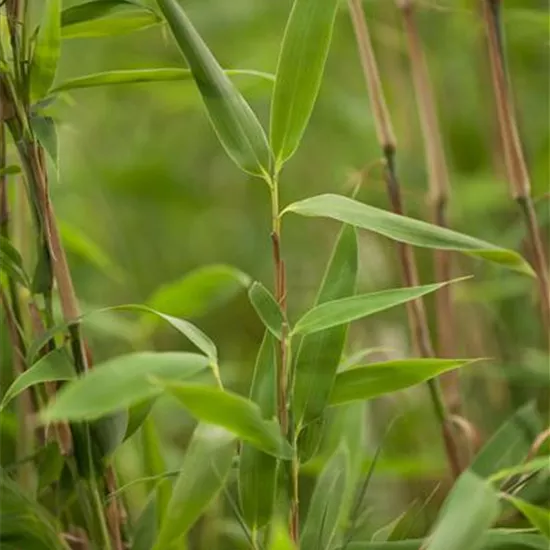 Fargesia murielae 'Super Jumbo'(s) Fargesia murielae 'Super Jumbo'(s)