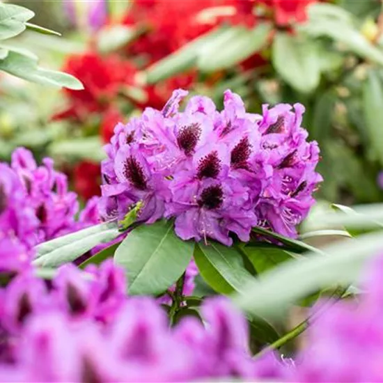 Die schönsten Begleitpflanzen für Rhododendren im Garten Die schönsten Begleitpflanzen für Rhododendren im Garten