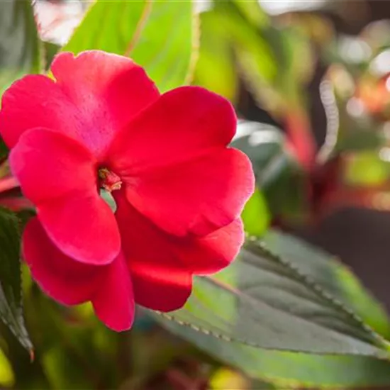 Impatiens neuguinea, rot