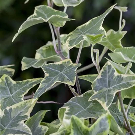 Hedera helix 'Little Diamond'