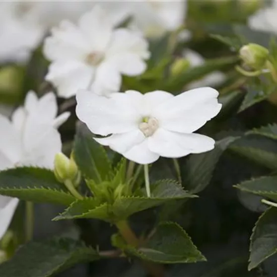 Impatiens neuguinea, weiß
