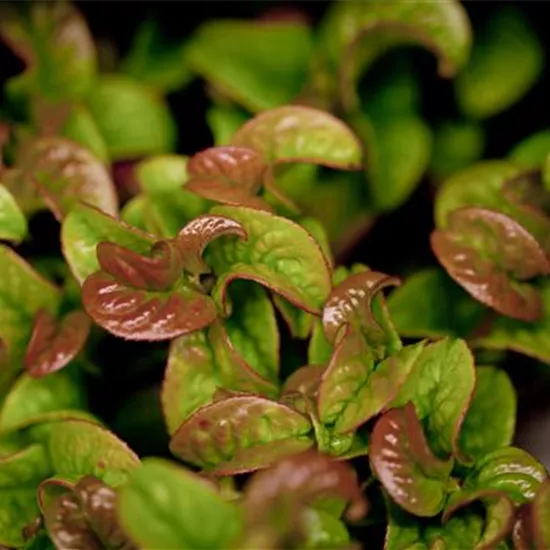 Leucothoe axillaris 'Curly Red'®