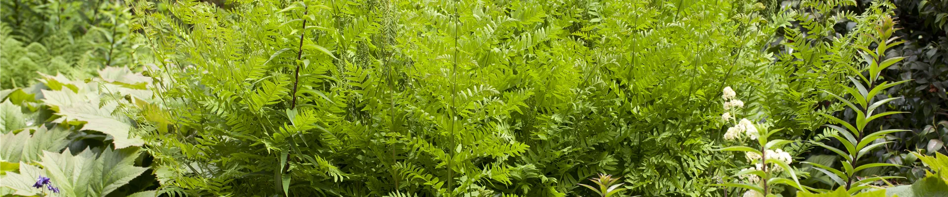 GS430705.jpg GS430705.jpg