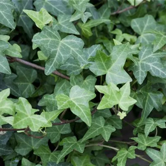 Hedera helix 'Woerner'