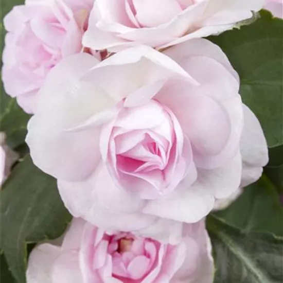 Impatiens walleriana