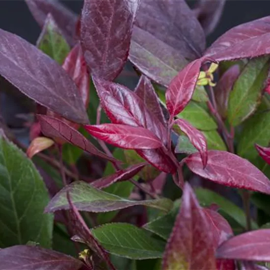 Leucothoe walteri 'Scarletta'®
