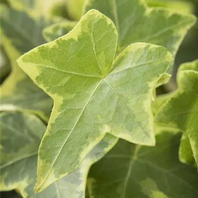 Hedera helix, gelb-grün