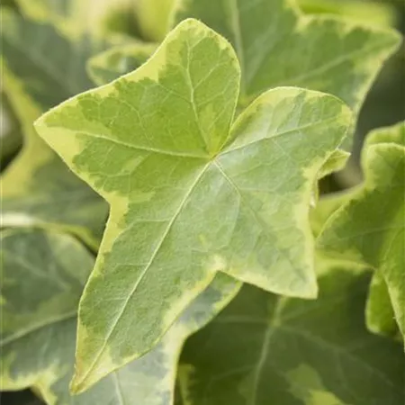 Hedera helix, gelb-grün Hedera helix, gelb-grün