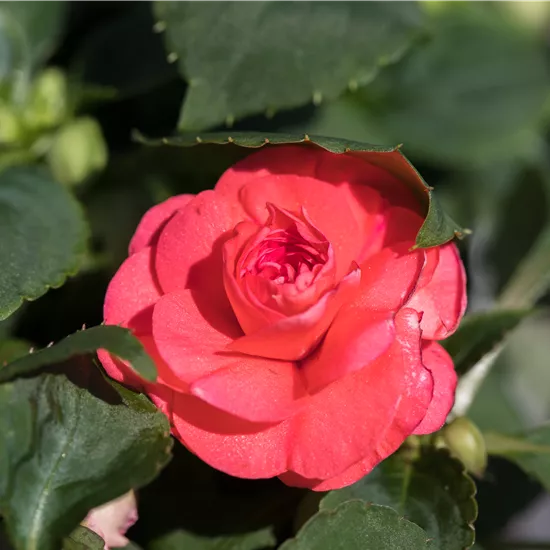 Impatiens walleriana, gefüllt