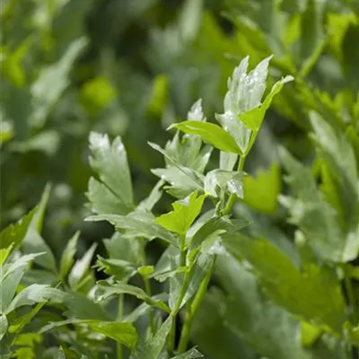 Levisticum officinale Levisticum officinale
