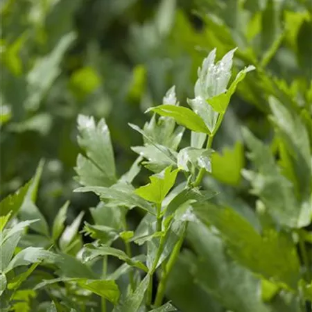 Levisticum officinale Levisticum officinale