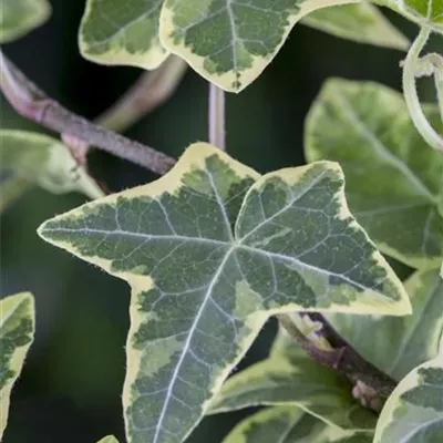 Hedera helix, grün-weiß