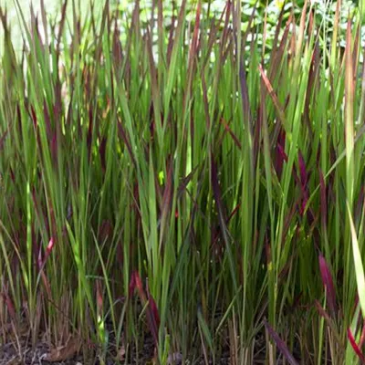 Imperata cylindrica Imperata cylindrica