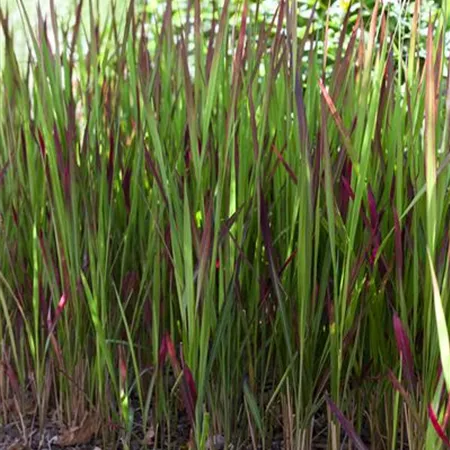 Imperata cylindrica Imperata cylindrica