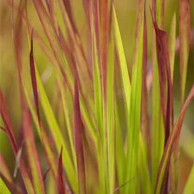 Imperata cylindrica 'Red Baron' Imperata cylindrica 'Red Baron'