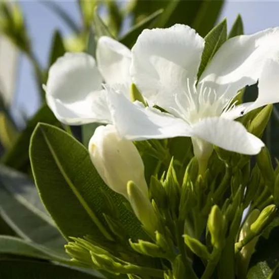 Nerium oleander, weiß Nerium oleander, weiß