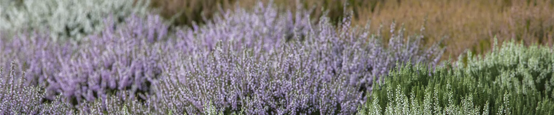 GS413177.jpg GS413177.jpg